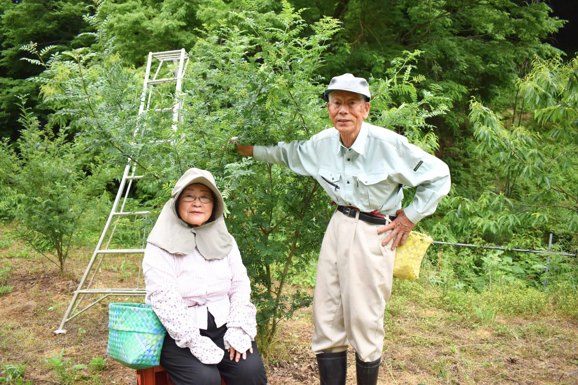 京都府京丹波町】山椒農家を訪ねて 極上の爽やかさと感動のしびれ